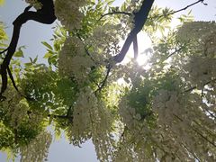 -嘉定紫藤园