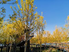 -东郊湿地公园