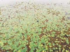 -尚贤河湿地