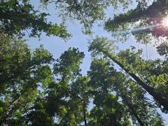 -日照海滨国家森林公园