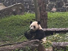 -都江堰中华大熊猫苑