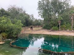 -奥兰多迪士尼动物王国乐园