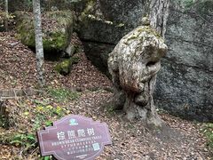 -汤旺河林海奇石景区