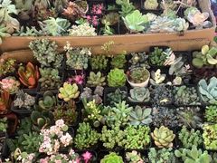 -双季花艺园艺市场(浦东店)