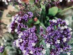 -双季花艺园艺市场(浦东店)
