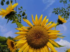 -怡海公园(桂城街道)