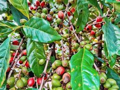 -侯臣咖啡文化村