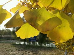 -苏州国际教育园