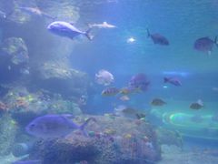 -沙沙哗啦海洋馆(华宇百花谷店)