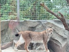 -青藏高原野生动物园