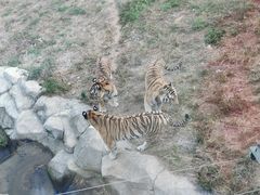 -大连森林动物园