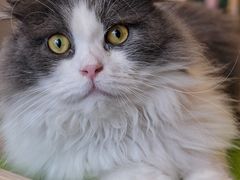 -飞行喵MR PILOT|猫舍·猫咖(静安大融城店)
