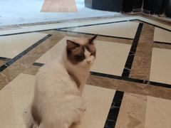 -猫色咖啡·猫咖