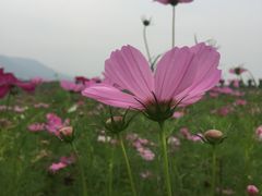 -曲江薰衣草庄园