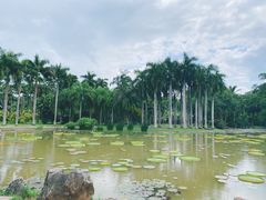 -中国科学院西双版纳热带植物园