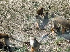 -大连森林动物园