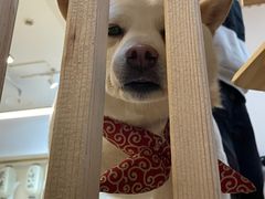 -柴迷FANS CLUB·柴犬狗咖·猫咖