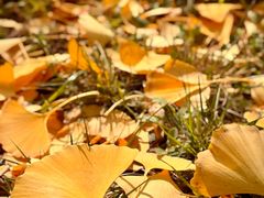 -汉长安城未央宫国家考古遗址公园