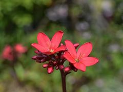 -天适樱花悠乐园