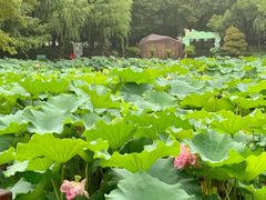 -陈家山荷花公园