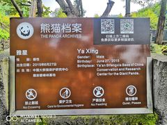 -都江堰中华大熊猫苑