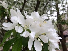 -海棠花溪(元大都城垣遗址公园)