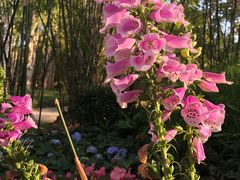-深圳湾公园(南山区)
