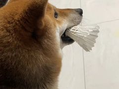 -博特宠物医院24h犬猫全科.骨科·异宠