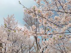 -顾村公园