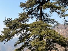 -秦岭终南山世界地质公园翠华山景区