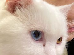 -MOYOYO猫咪咖啡店