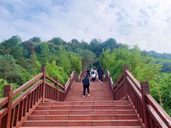 -铁山坪森林公园