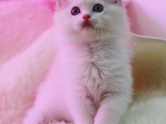 -Bastet sally猫舍购宠(静安店)