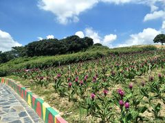 -松山湖梦幻百花洲