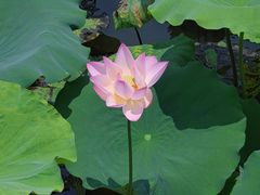-荔湾湖公园