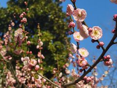 -梅花山(明孝陵内)