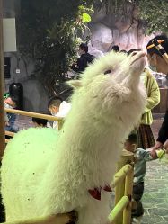 -Zoolung Zoolung动物主题公园(海信广场店)