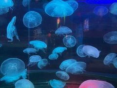 -太平洋海底世界