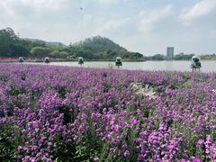 -顺峰山公园