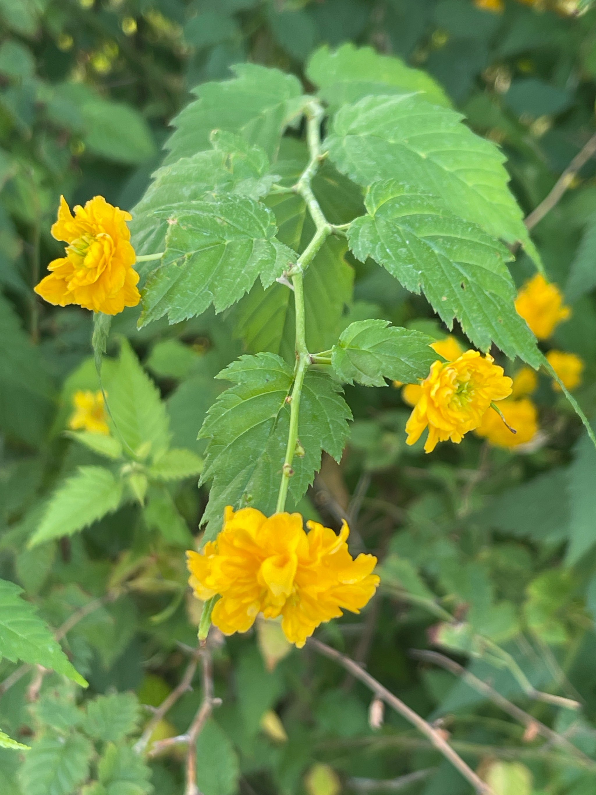 重瓣棣棠花科属图片