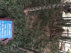 iphone_upload_pic-望江楼公园