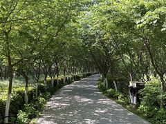 -合肥滨湖国家森林公园