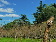 -上海共青森林公园