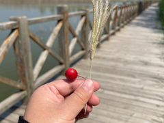 -野鸭湖国家湿地公园