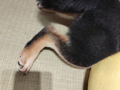 -逗柴咖啡屋·狗咖猫咖宠物桌游