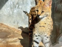 -石家庄市动物园