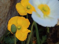 -名花谷生态庄园