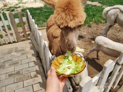 -上美四季动物农场