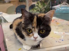 -Honey Bacca 哈尼芭卡高端萌宠(朝阳大悦城店)