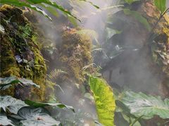 -深圳仙湖植物园